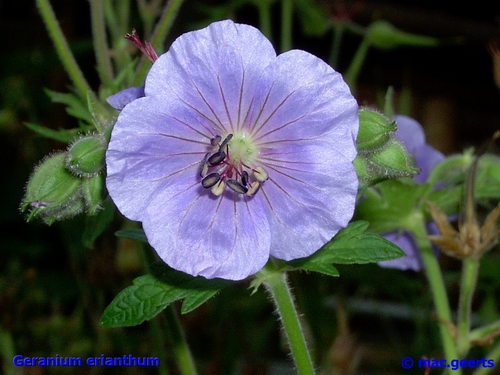 Geranium erianthum